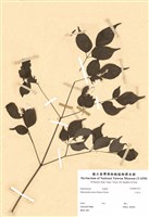 藏品(山菜豆)的圖片